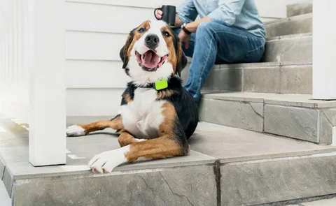 GPS Dog Collars